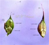  Spikelets